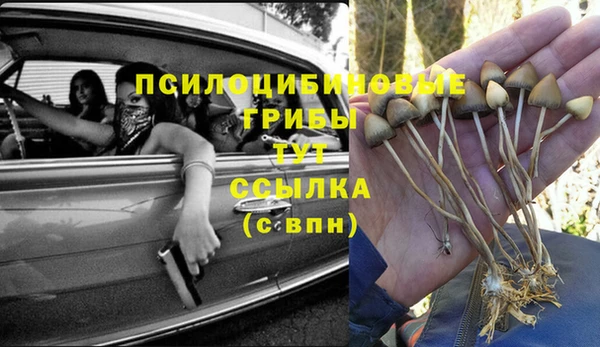 прущие грибы Алзамай